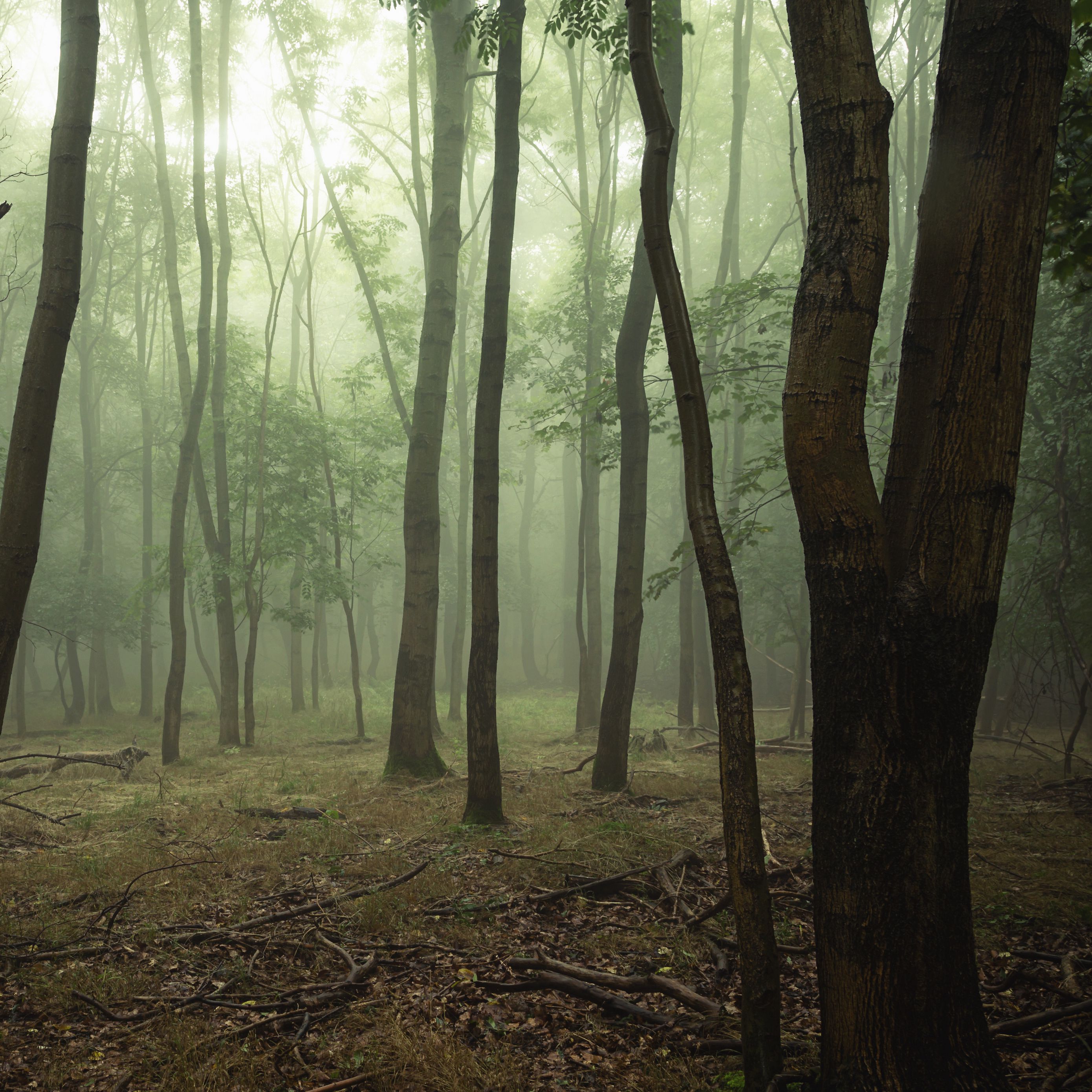 Download Wallpaper 2780x2780 Forest Trees Fog Branches Ipad Air 