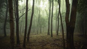 Preview wallpaper forest, trees, fog, branches