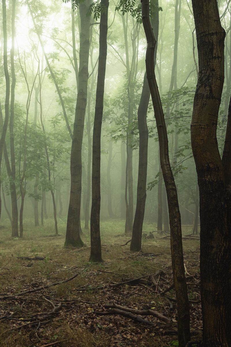 Download wallpaper 800x1200 forest, trees, fog, branches iphone 4s/4 ...