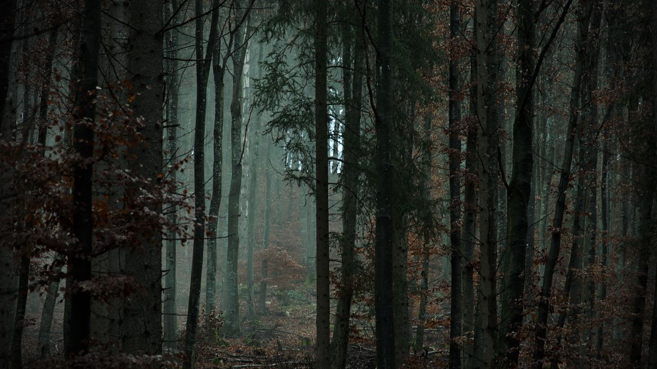 Wallpaper forest, trees, fog, gloom