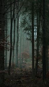 Preview wallpaper forest, trees, fog, gloom