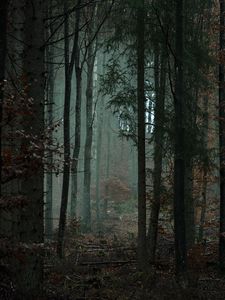 Preview wallpaper forest, trees, fog, gloom