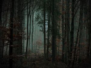 Preview wallpaper forest, trees, fog, gloom