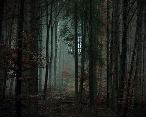 Preview wallpaper forest, trees, fog, gloom