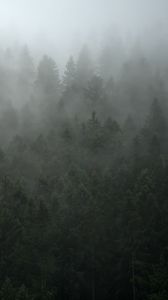 Preview wallpaper forest, trees, fog, cloud