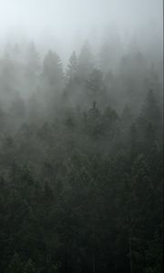 Preview wallpaper forest, trees, fog, cloud