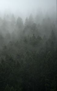 Preview wallpaper forest, trees, fog, cloud