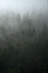 Preview wallpaper forest, trees, fog, cloud