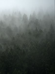 Preview wallpaper forest, trees, fog, cloud