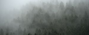 Preview wallpaper forest, trees, fog, cloud