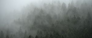 Preview wallpaper forest, trees, fog, cloud