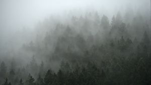 Preview wallpaper forest, trees, fog, cloud