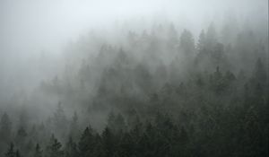 Preview wallpaper forest, trees, fog, cloud