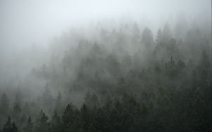 Preview wallpaper forest, trees, fog, cloud