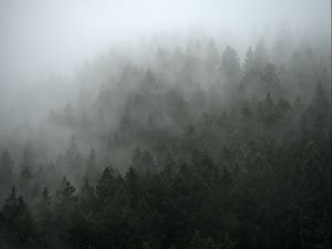 Preview wallpaper forest, trees, fog, cloud