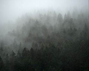 Preview wallpaper forest, trees, fog, cloud