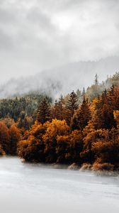 Preview wallpaper forest, trees, fog, clouds, autumn
