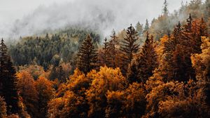 Preview wallpaper forest, trees, fog, clouds, autumn