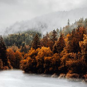 Preview wallpaper forest, trees, fog, clouds, autumn