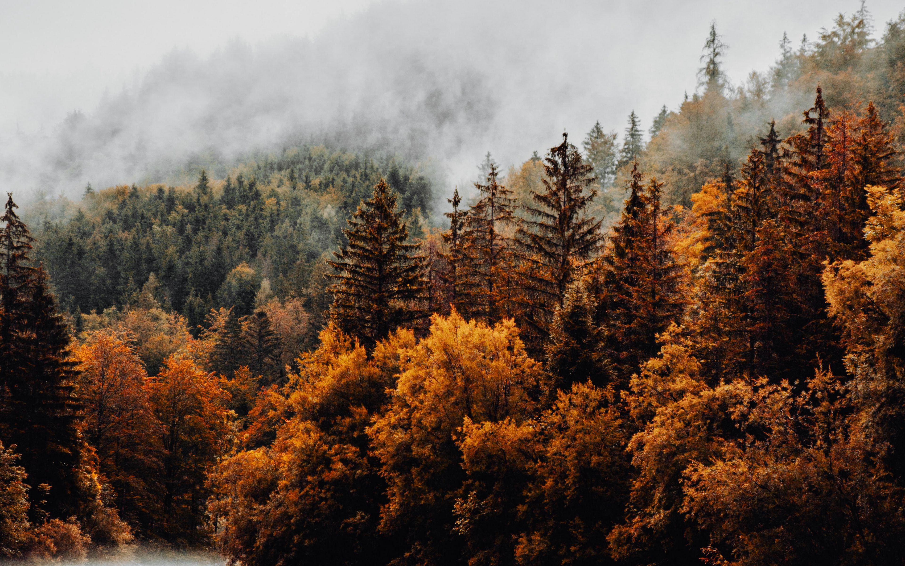 Download wallpaper 3840x2400 forest, trees, fog, clouds, autumn 4k ...