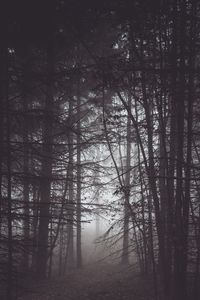 Preview wallpaper forest, trees, fog, dusk, gloom