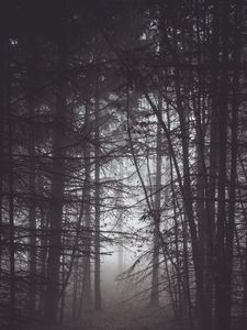 Preview wallpaper forest, trees, fog, dusk, gloom