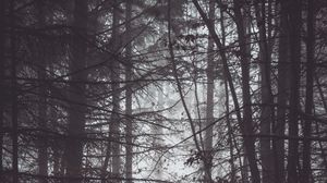 Preview wallpaper forest, trees, fog, dusk, gloom