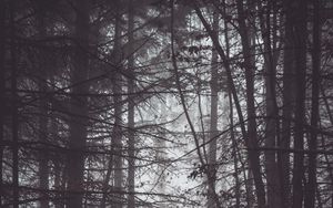 Preview wallpaper forest, trees, fog, dusk, gloom