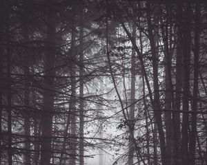 Preview wallpaper forest, trees, fog, dusk, gloom