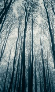 Preview wallpaper forest, trees, fog, mist, nature