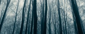 Preview wallpaper forest, trees, fog, mist, nature