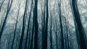 Preview wallpaper forest, trees, fog, mist, nature