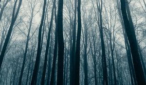 Preview wallpaper forest, trees, fog, mist, nature