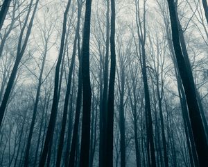 Preview wallpaper forest, trees, fog, mist, nature