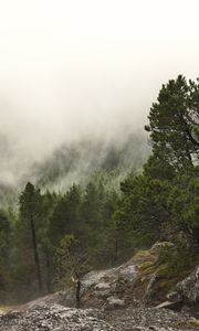 Preview wallpaper forest, trees, fog, clouds, rocks