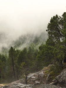 Preview wallpaper forest, trees, fog, clouds, rocks