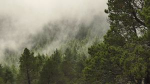 Preview wallpaper forest, trees, fog, clouds, rocks