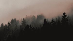 Preview wallpaper forest, trees, fog, slope, nature