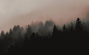Preview wallpaper forest, trees, fog, slope, nature