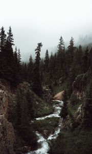 Preview wallpaper forest, trees, fog, stream, nature