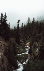 Preview wallpaper forest, trees, fog, stream, nature