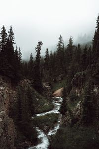 Preview wallpaper forest, trees, fog, stream, nature