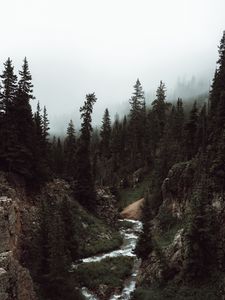 Preview wallpaper forest, trees, fog, stream, nature