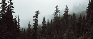 Preview wallpaper forest, trees, fog, stream, nature
