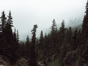 Preview wallpaper forest, trees, fog, stream, nature