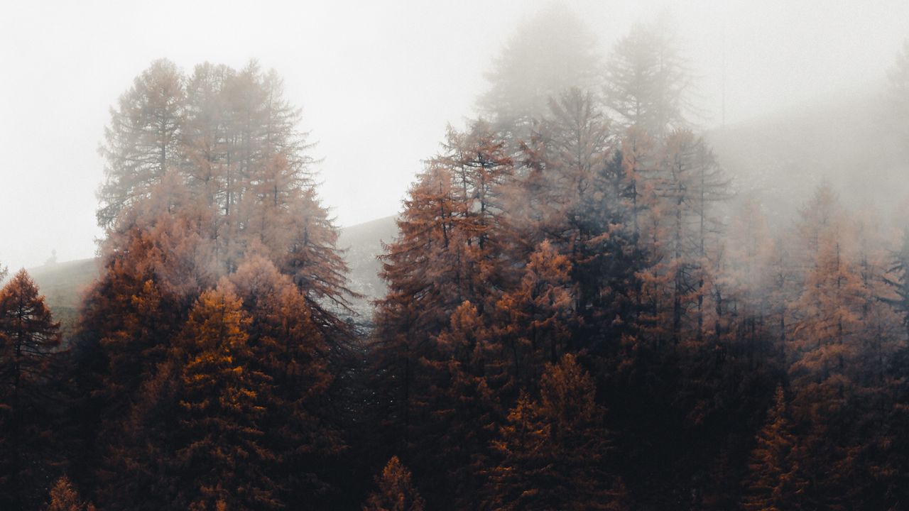 Wallpaper forest, trees, fog, autumn, nature