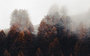 Preview wallpaper forest, trees, fog, autumn, nature