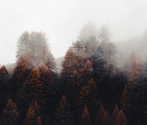 Preview wallpaper forest, trees, fog, autumn, nature