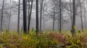 Preview wallpaper forest, trees, fog, nature, landscape