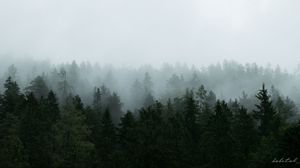 Preview wallpaper forest, trees, fog, nature, aerial view